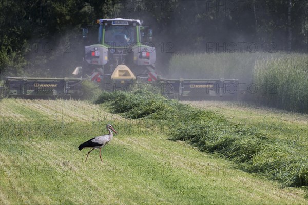 White stork