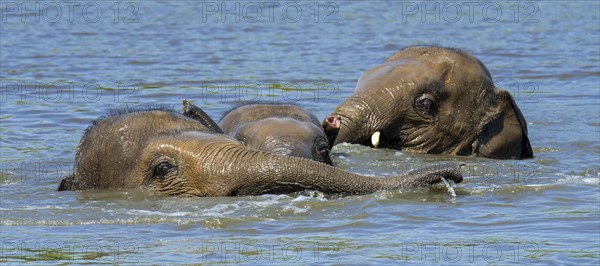 Three young Asian elephants