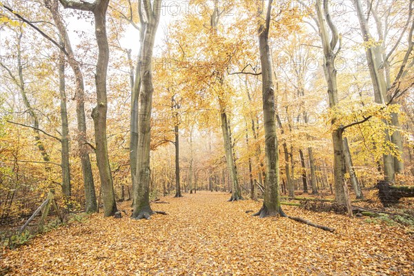 Grunewald in autumn in Berlin