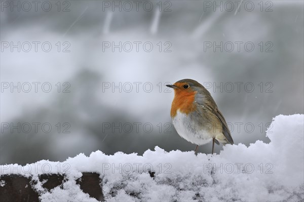 European Robin