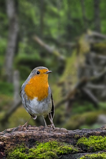 European robin