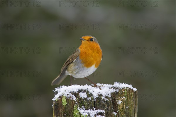 European robin