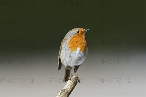 European robin