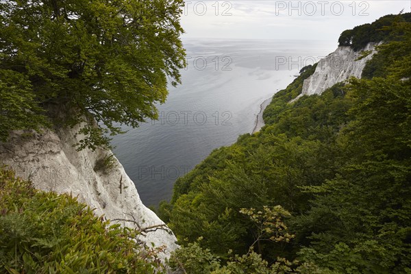 Chalk cliffs with beech forest on the Baltic coast