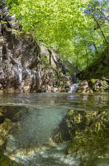 Underwater photo in a mountain stream in the Kalkalpen National Park