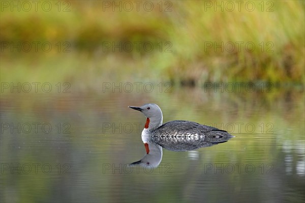 Red-throated loon