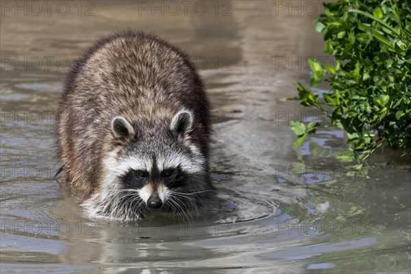 Common raccoon