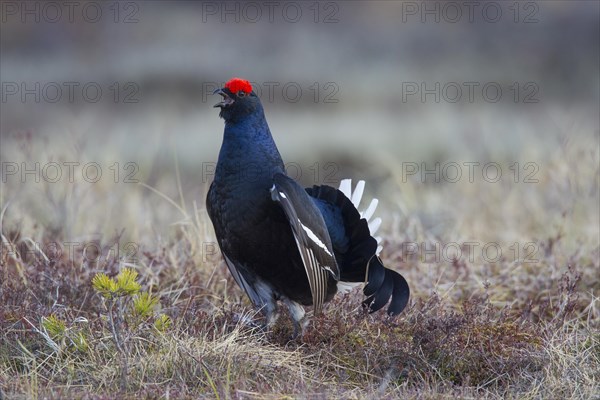 Black grouse