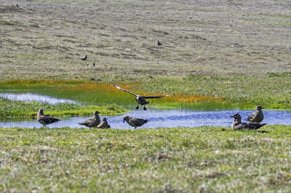 Great skuas