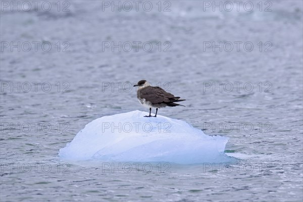 Arctic skua