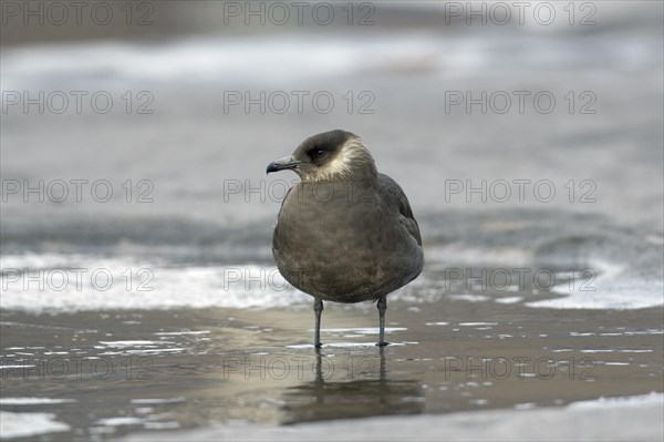 Arctic skua