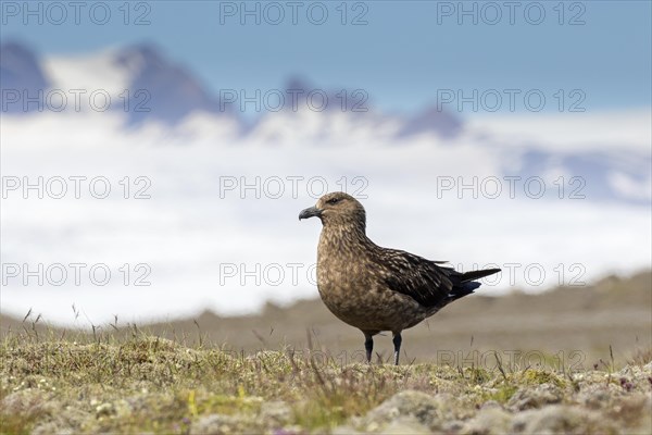 Great skua