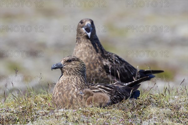 Great skua