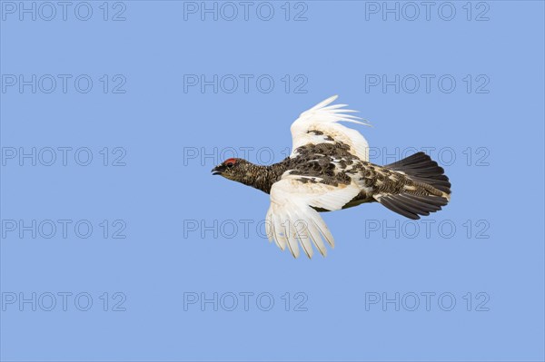 Icelandic rock ptarmigan