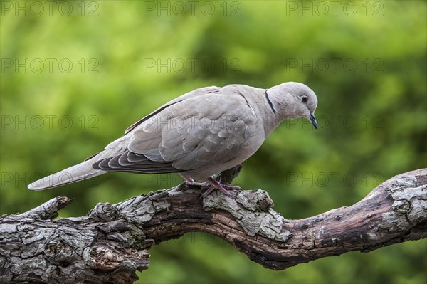 Eurasian Collared Dove