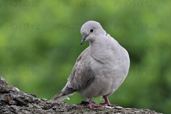 Eurasian collared dove