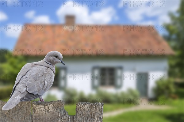 Eurasian collared dove