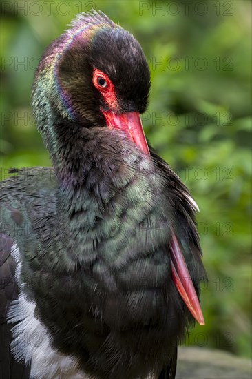 Black stork