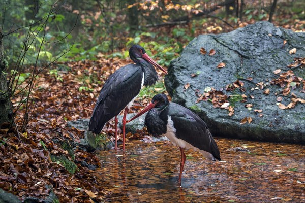 Two black storks