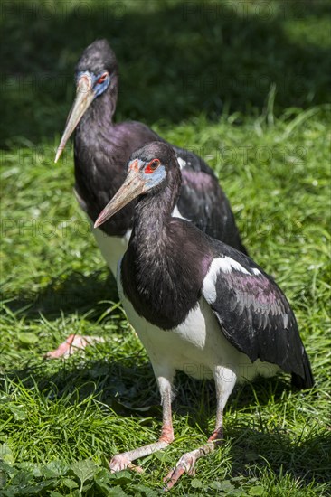 Abdim's stork