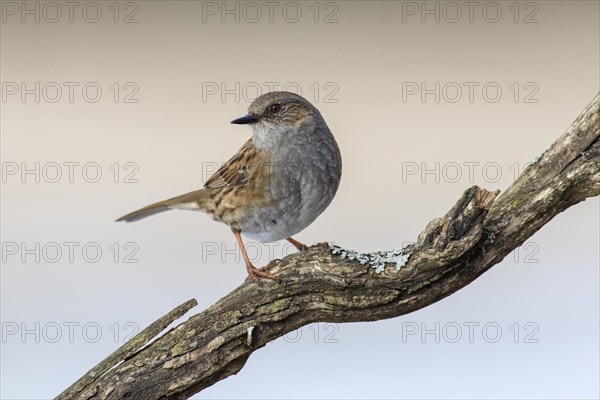 Dunnock