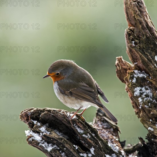 European Robin