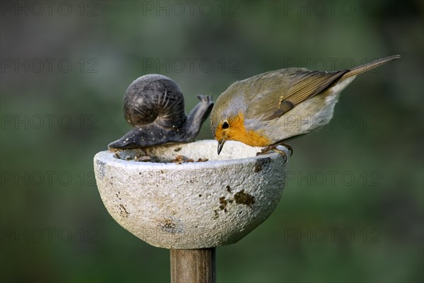 European robin