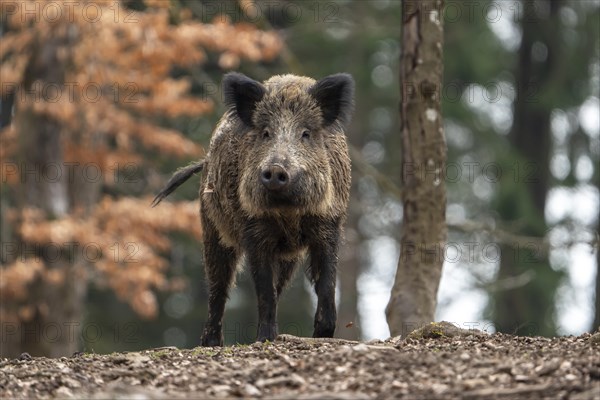 Wild boar