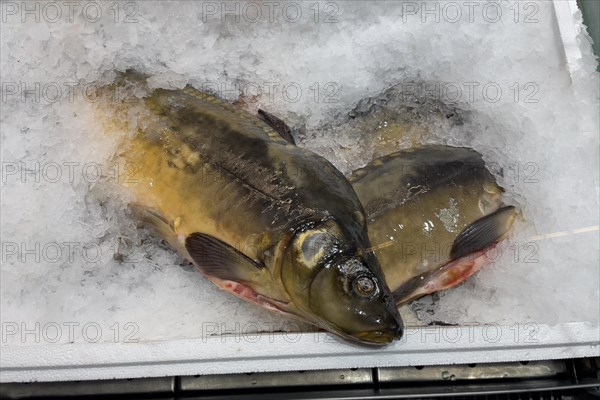 Display of fishing caught fish fresh fish common carp