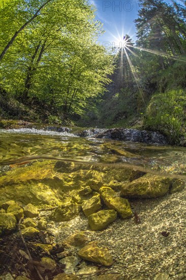 Underwater photo in a mountain stream in the Kalkalpen National Park