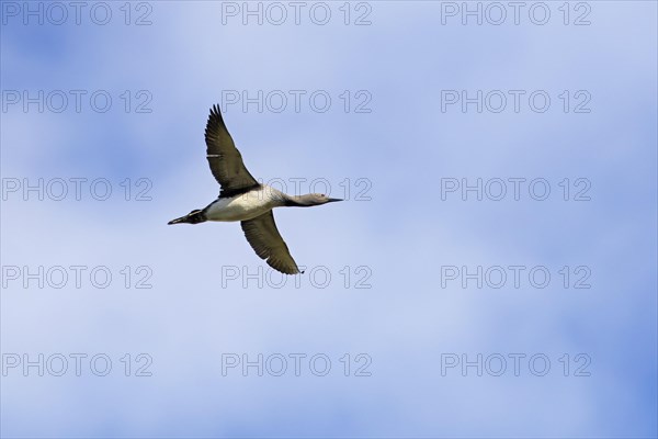 Red-throated loon