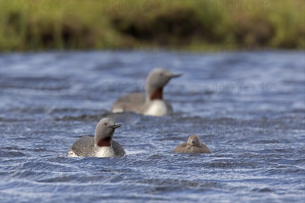 Red-throated loon