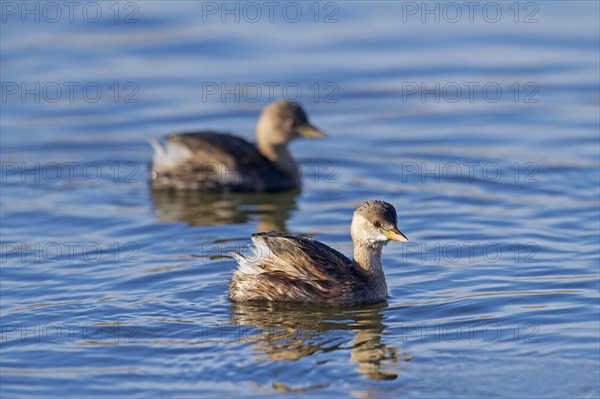 Two little grebes