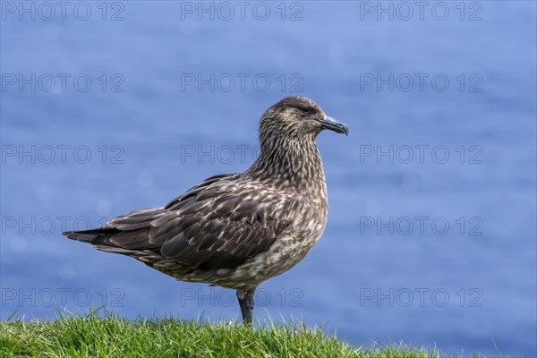 Great skua