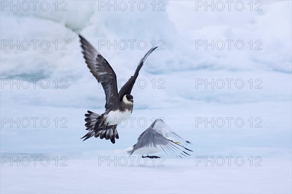 Arctic skua