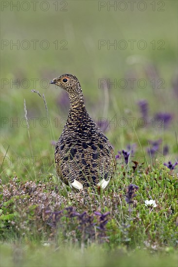 Icelandic rock ptarmigan