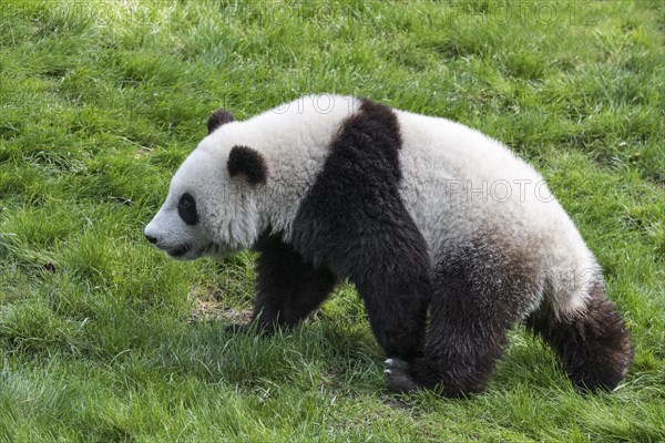 Giant panda