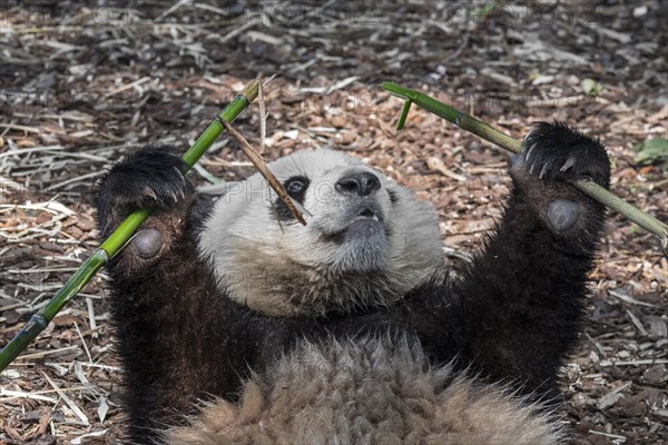 Young two year old giant panda