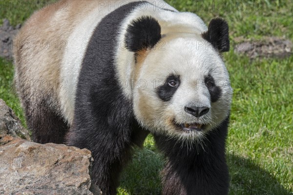 Giant panda