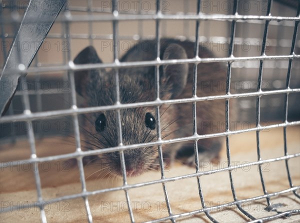 A mouse sits in a live trap for mice in Berlin. 18.04.2023.