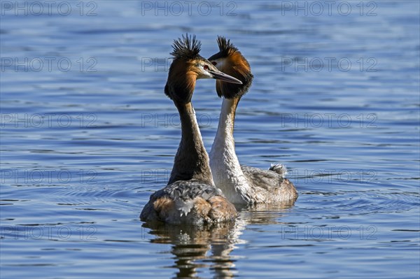 Great crested grebe