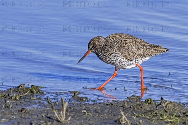 Common redshank