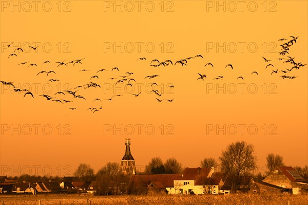 Flock of barnacle geese