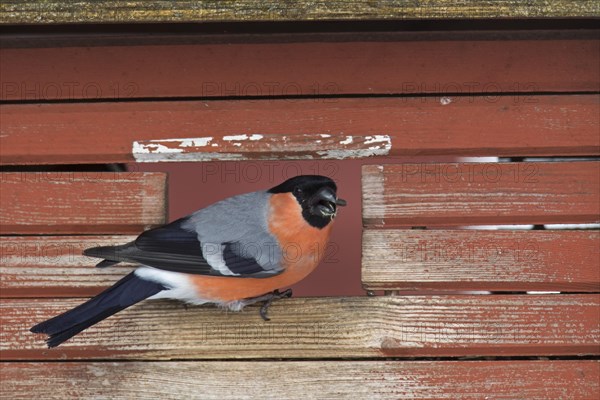 Eurasian bullfinch