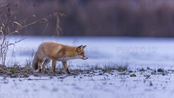 Red fox