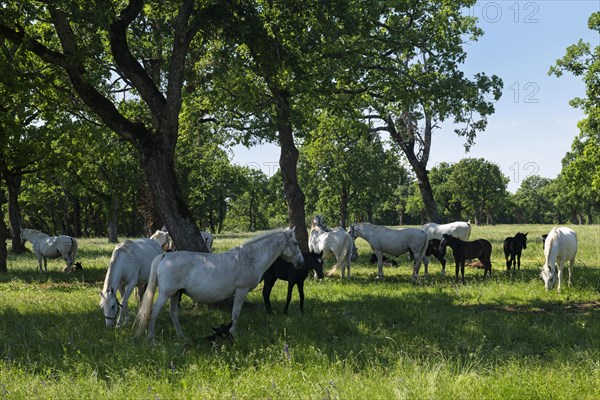 Lipizzaner horses