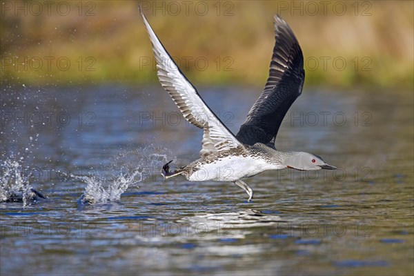 Red-throated loon