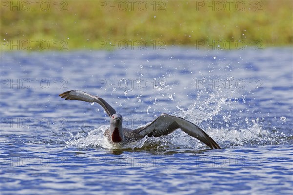 Red-throated loon