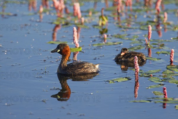 Little grebe