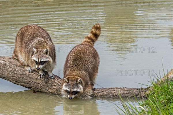 Common raccoon